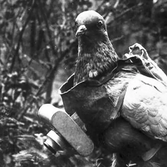 Homing Pigeon equipped with a small camera for aerial photography. (AP Photo)